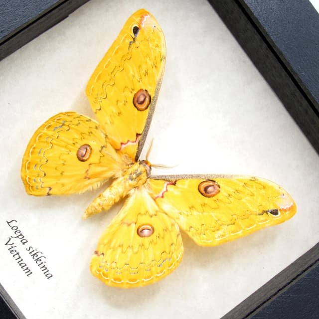 Real yellow moth framed taxidermy - Loepa sikkima