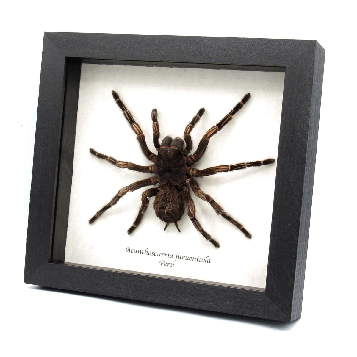 Real XXL Brazilian Orange Banded Tarantula framed - Acanthoscurria juruenicola - female