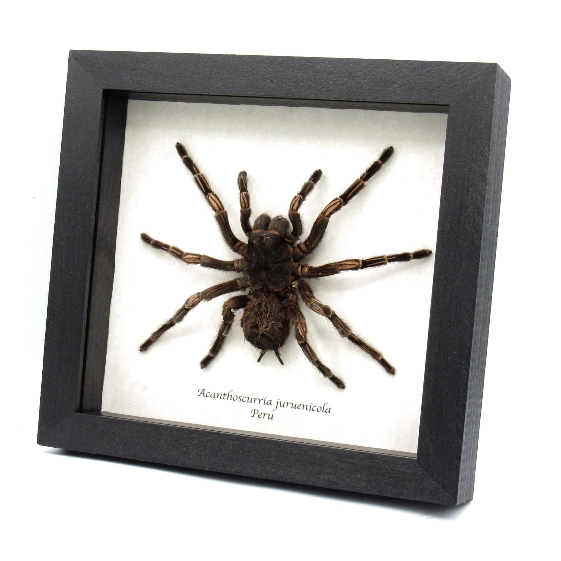 Real XXL Brazilian Orange Banded Tarantula framed - Acanthoscurria juruenicola - female