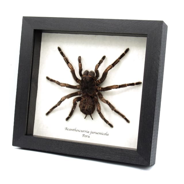 Real XXL Brazilian Orange Banded Tarantula framed - Acanthoscurria juruenicola - female