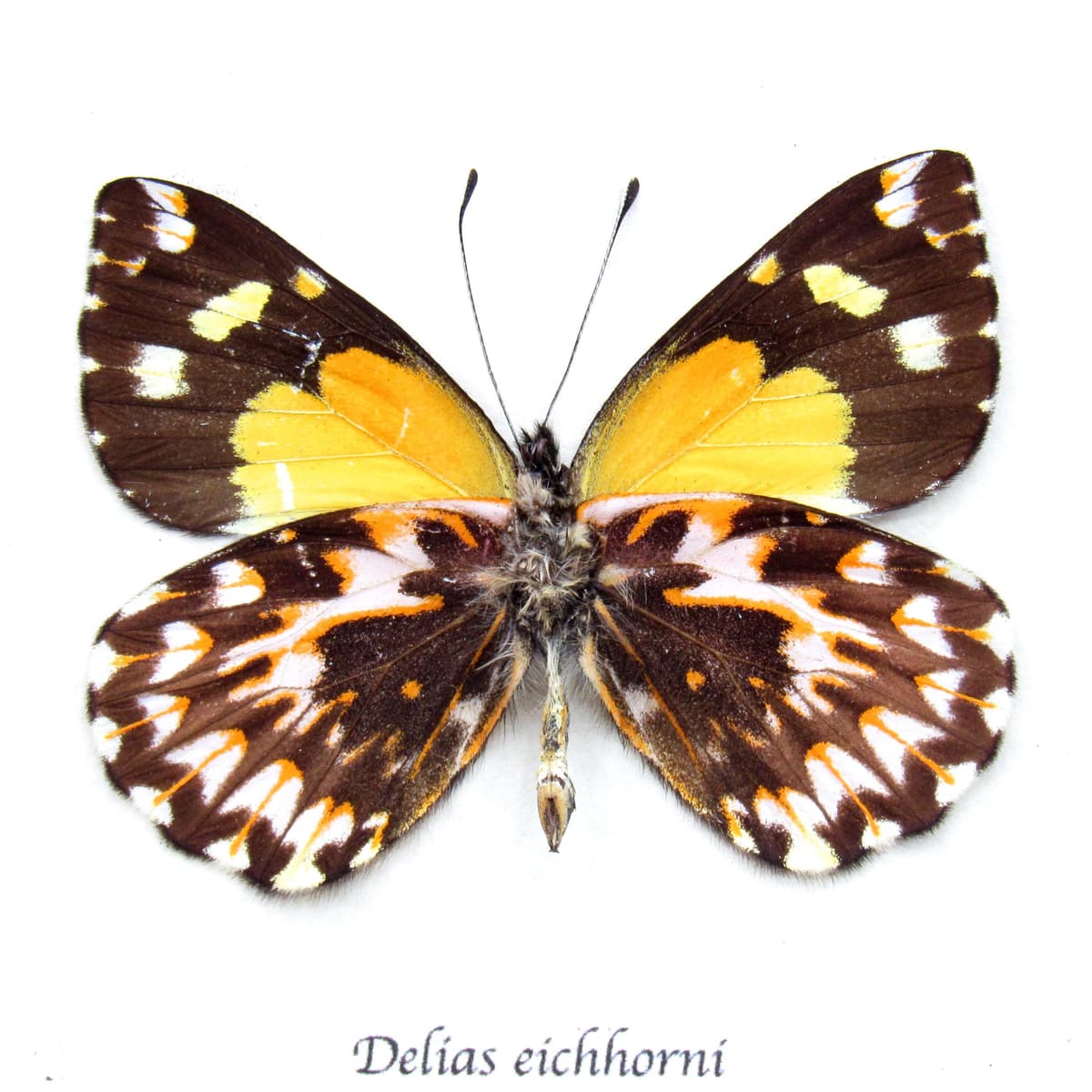 Rare Delias butterfly framed taxidermy - Delias eichhorni