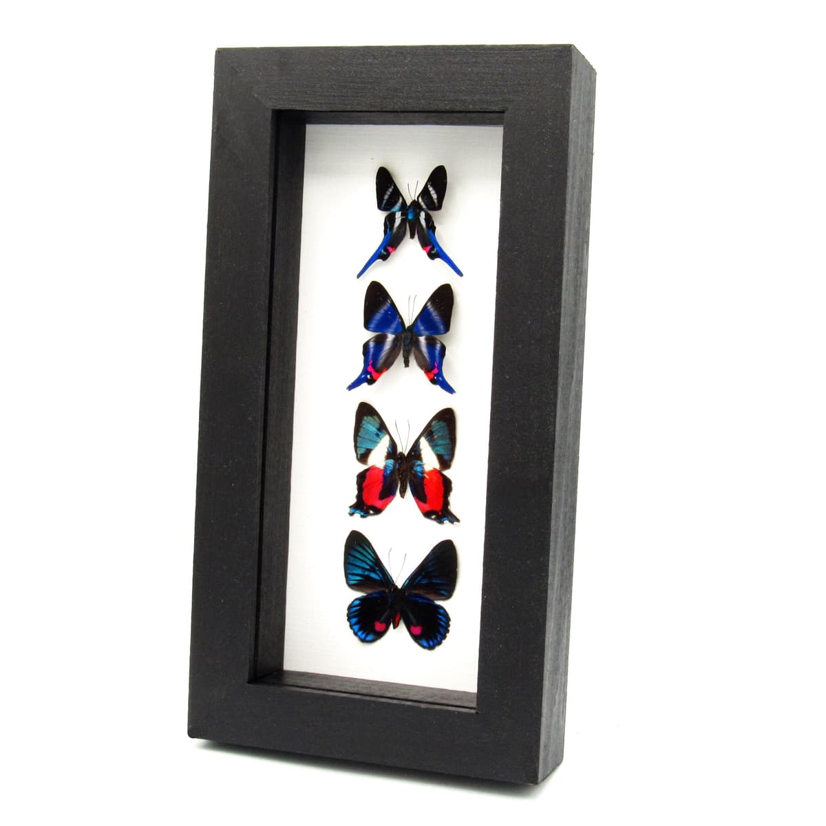 Real framed Metalmark butterfly specimen collection