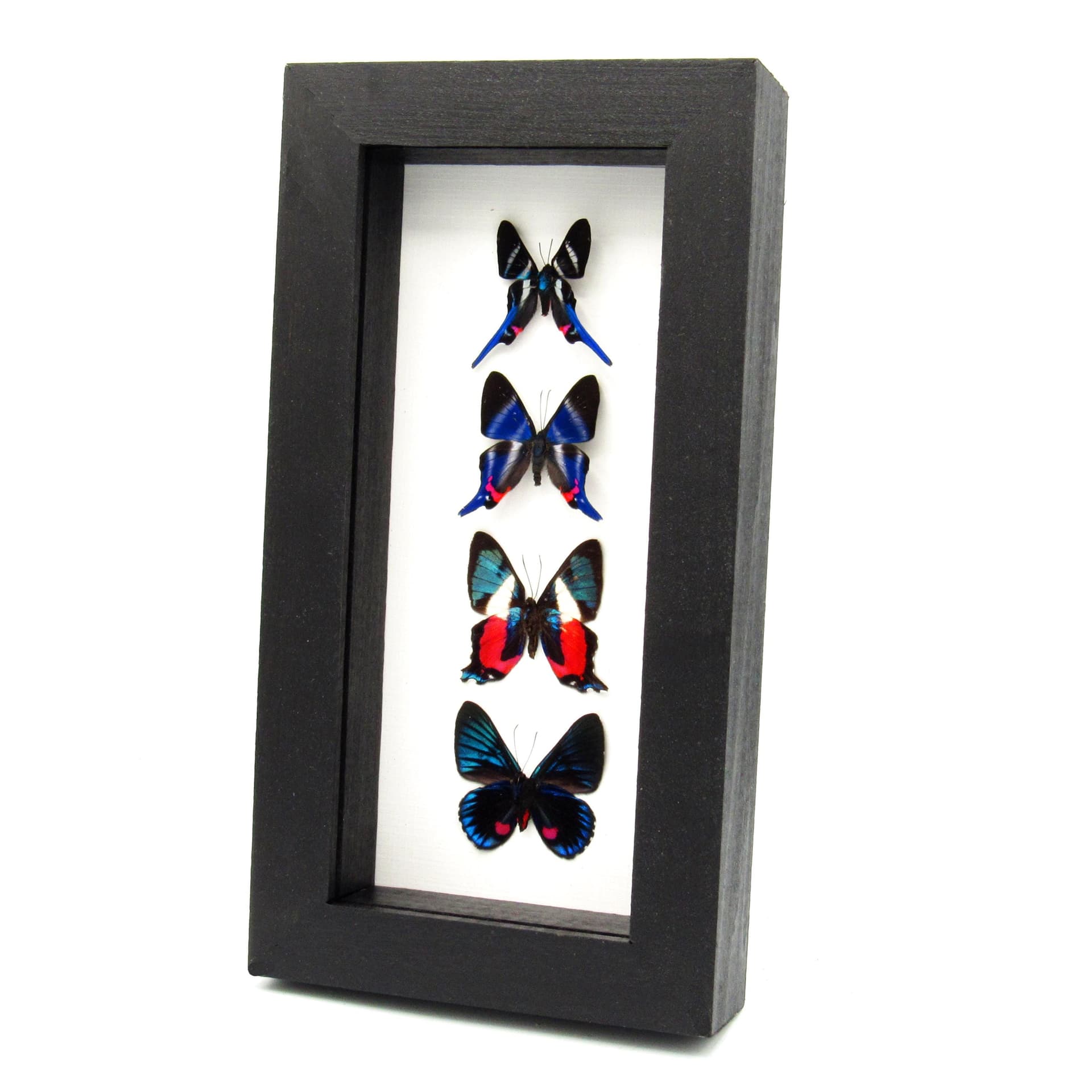 Real framed Metalmark butterfly specimen collection