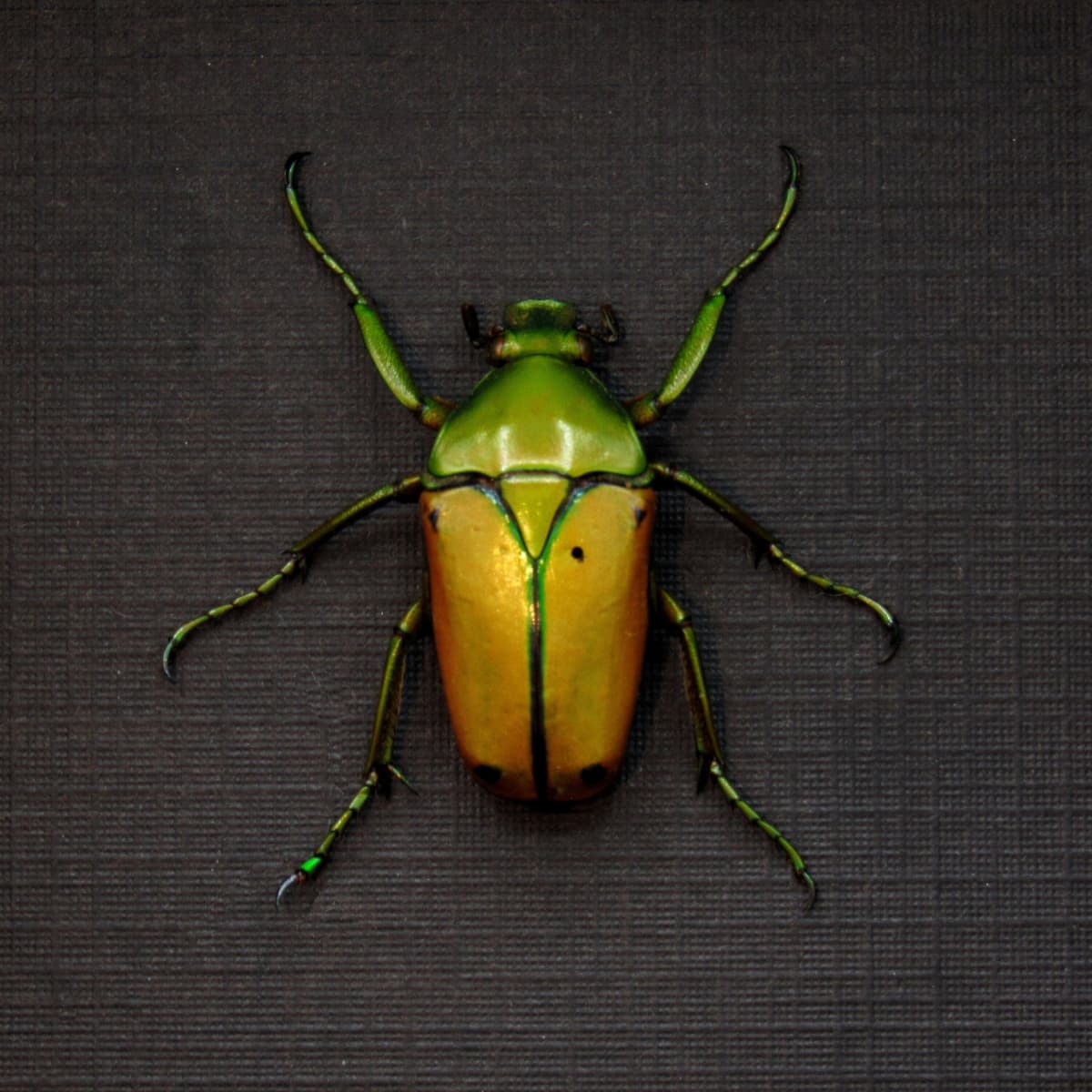 Real African flower beetle framed taxidermy - Cyprolais species
