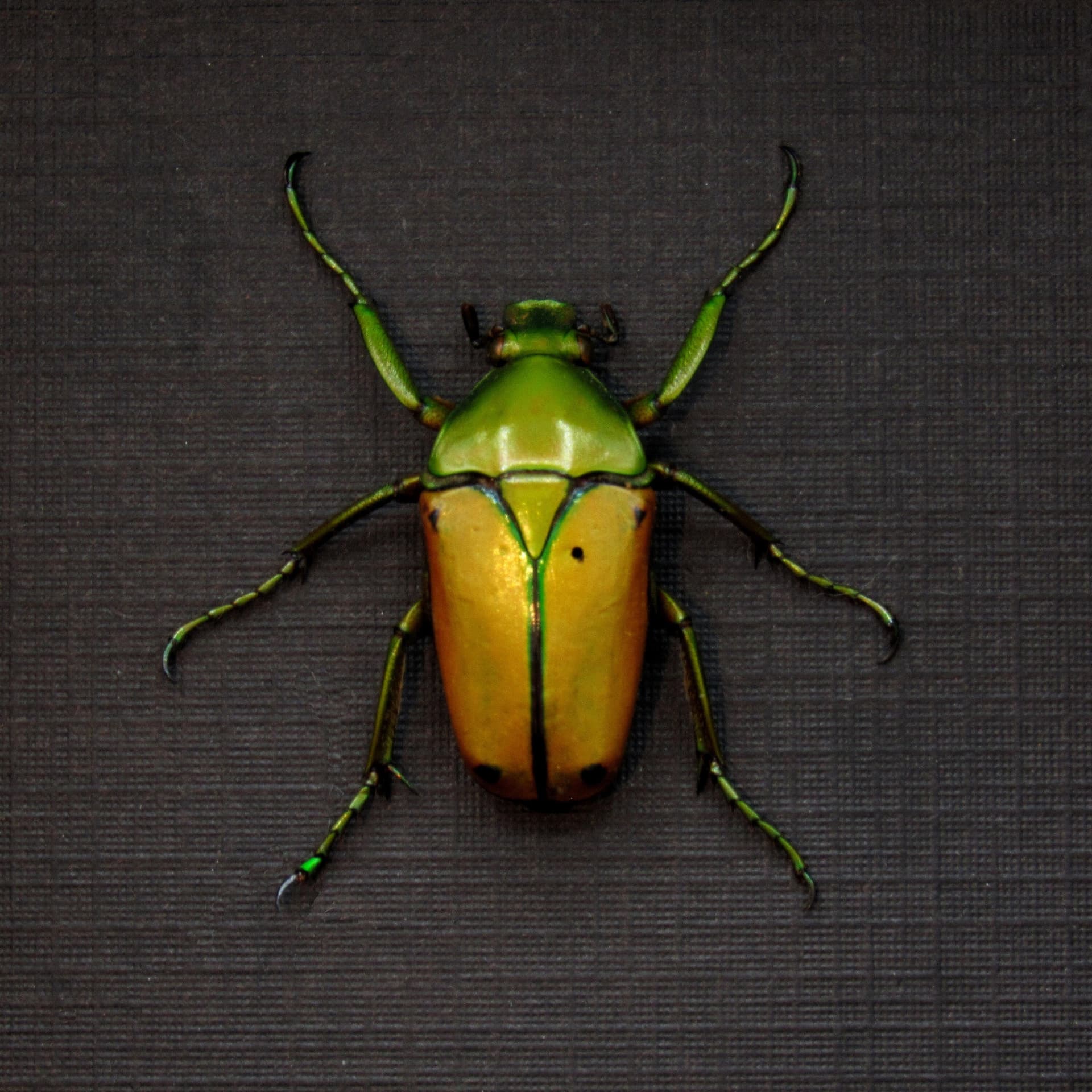 Real African flower beetle framed taxidermy - Cyprolais species