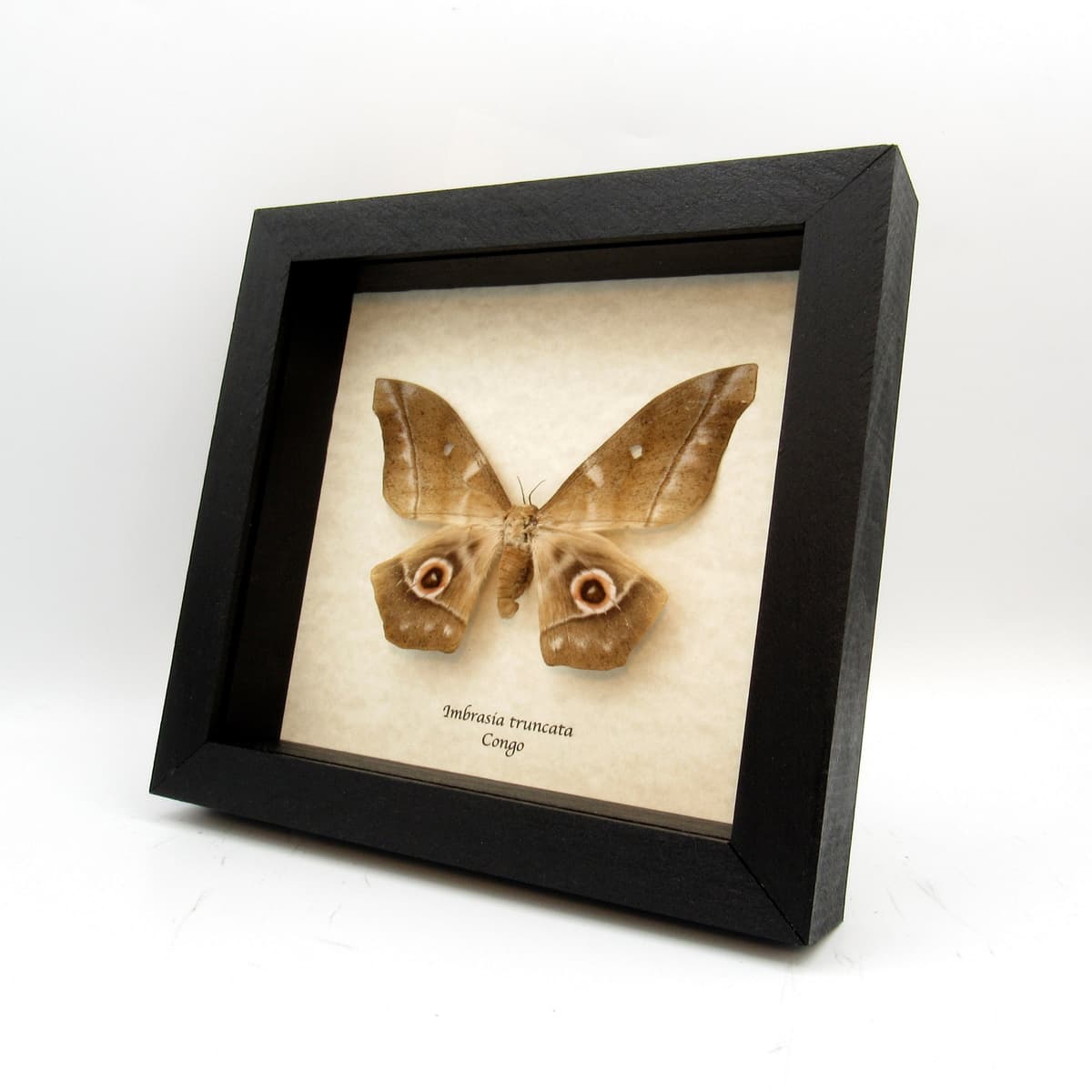 Real XL Saturn moth framed taxidermy - Imbrasia truncata - female