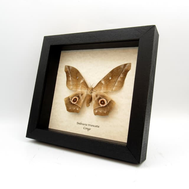 Real XL Saturn moth framed taxidermy - Imbrasia truncata - female