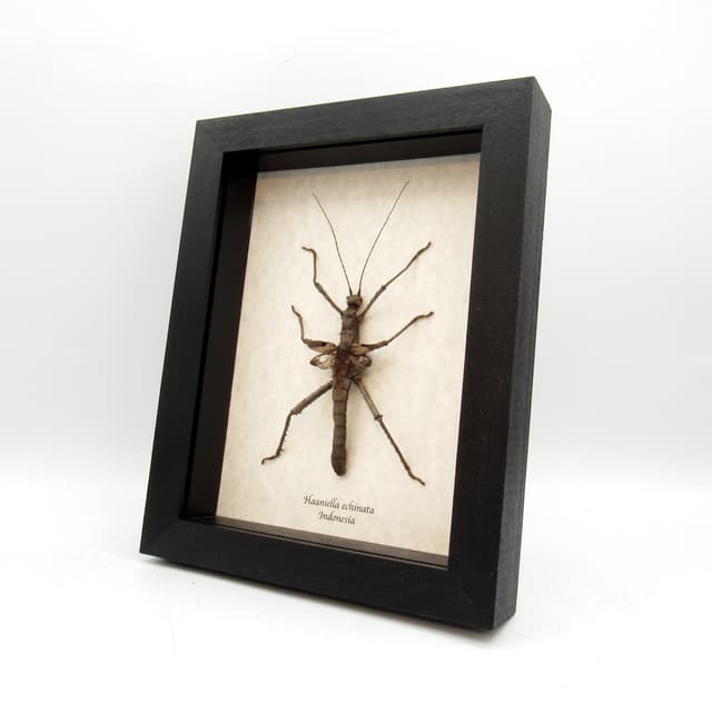 Real Spiny Hedgehog Stick bug framed taxidermy - Haaniella echinata