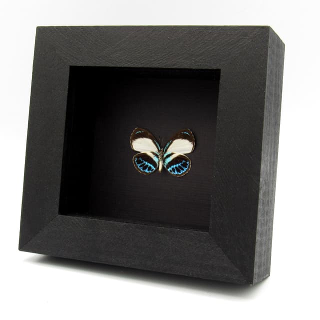 Real blue butterfly framed taxidermy - Danis species - female