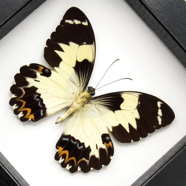 Real butterfly framed taxidermy - Papilio euchenor - XL
