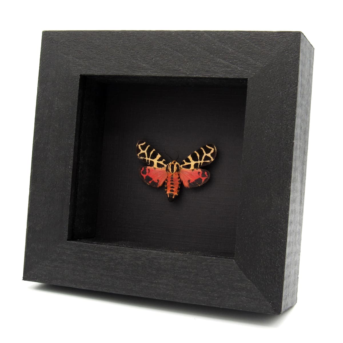 Real red Tiger moth framed taxidermy - Grammia incorrupta - red form