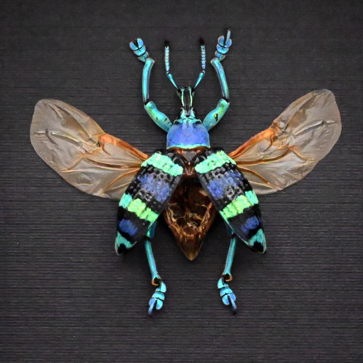 Real metallic weevil framed taxidermy - Eupholus mimikanus