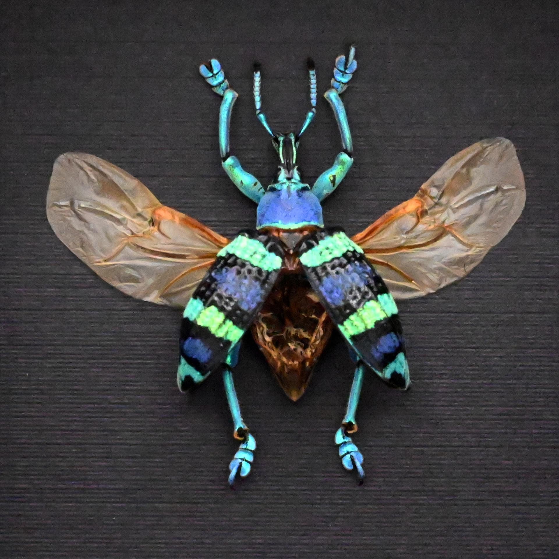 Real metallic weevil framed taxidermy - Eupholus mimikanus