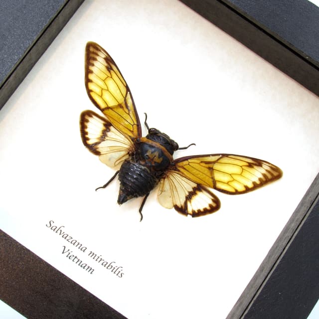 Real Giant green Cicada framed taxidermy - Salvazana mirabilis