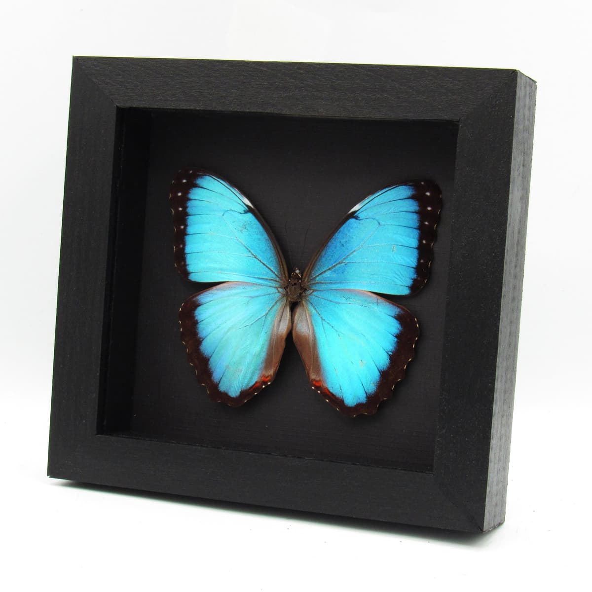 Real Blue Morpho butterfly framed taxidermy - Morpho peleides