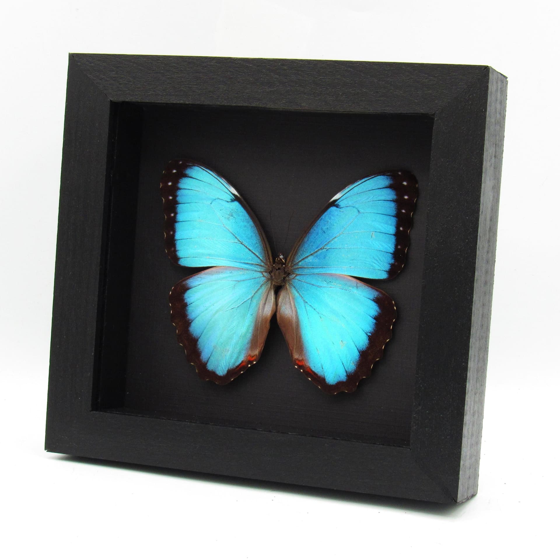 Real Blue Morpho butterfly framed taxidermy - Morpho peleides