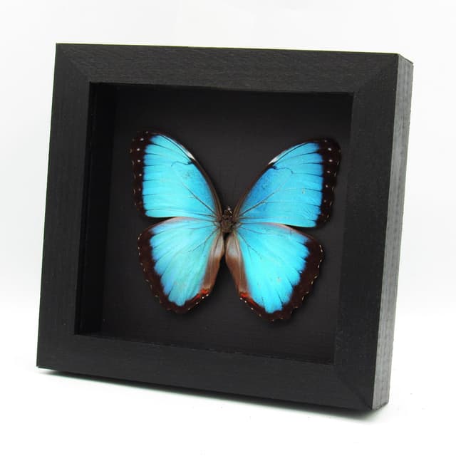 Real Blue Morpho butterfly framed taxidermy - Morpho peleides