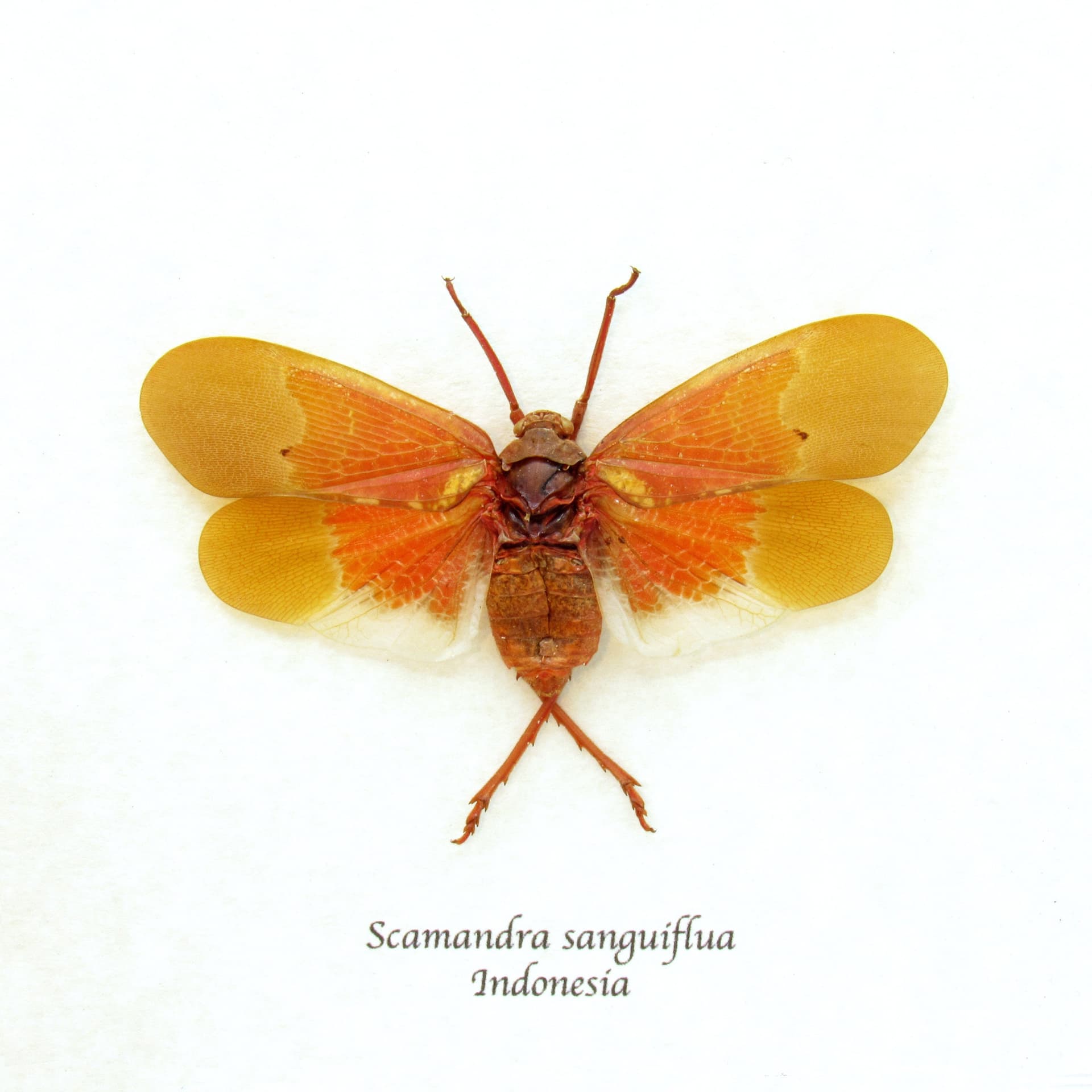 Real orange Lanternfly framed taxidermy - Scamandra sanguiflua