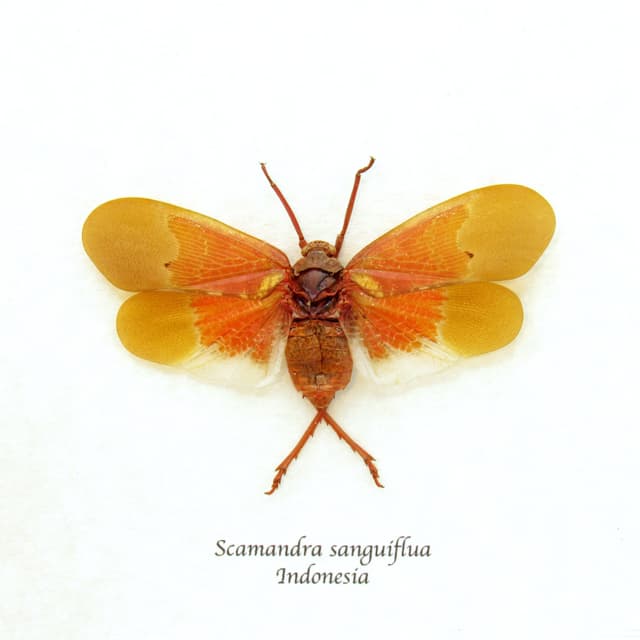 Real orange Lanternfly framed taxidermy - Scamandra sanguiflua