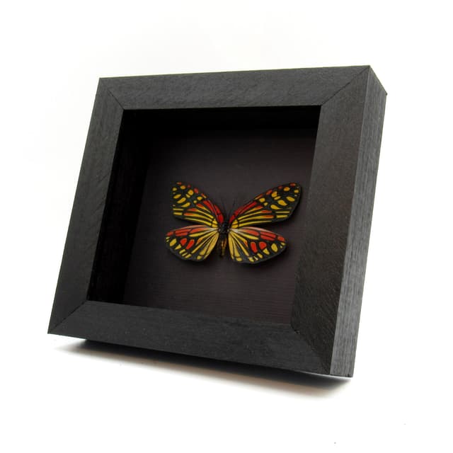 Real red Zygaenid moth framed taxidermy - Campylotes burmanus - large female