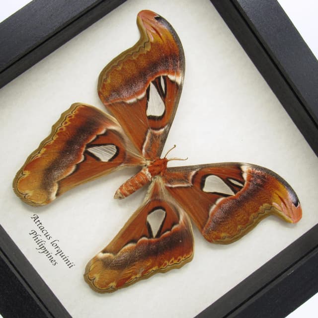 Real Giant Atlas moth framed taxidermy - Attacus lorquinii - female