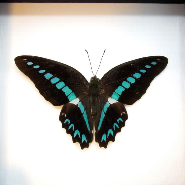 Real blue butterfly framed taxidermy - Graphium milon - Victorian mount