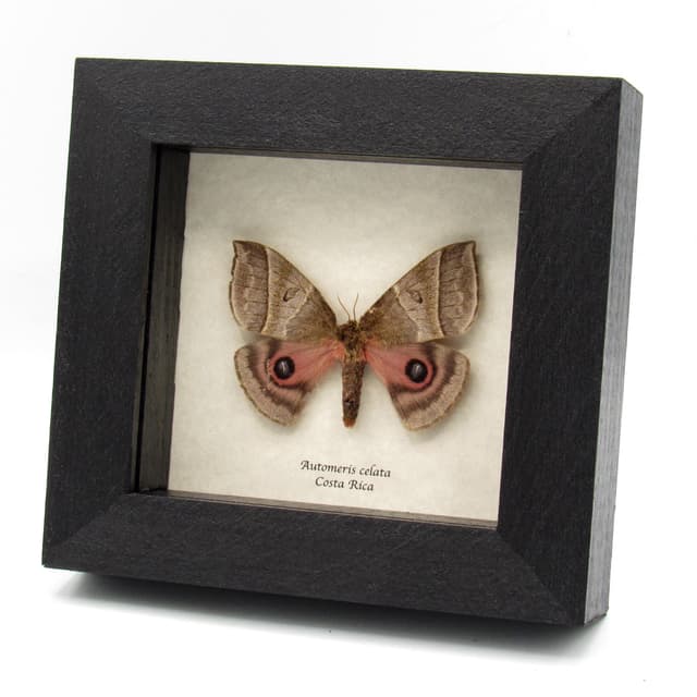 Real pink Saturn moth framed taxidermy - Automeris celata - female