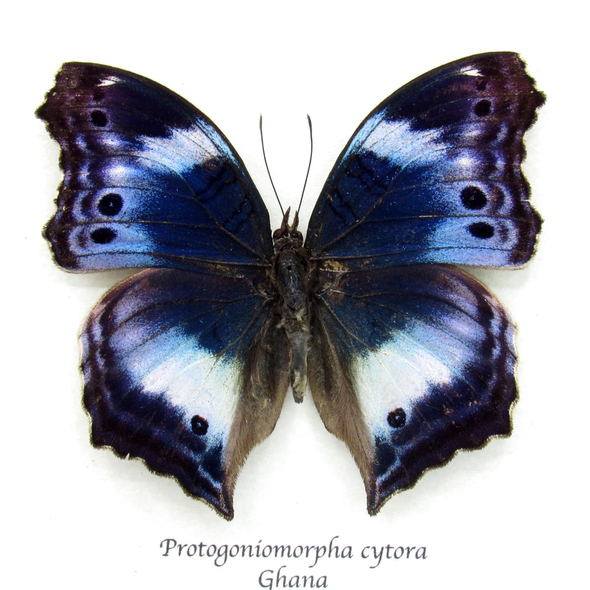 Rare Western Blue Beauty butterfly framed taxiermy - Protogoniomorpha cytora