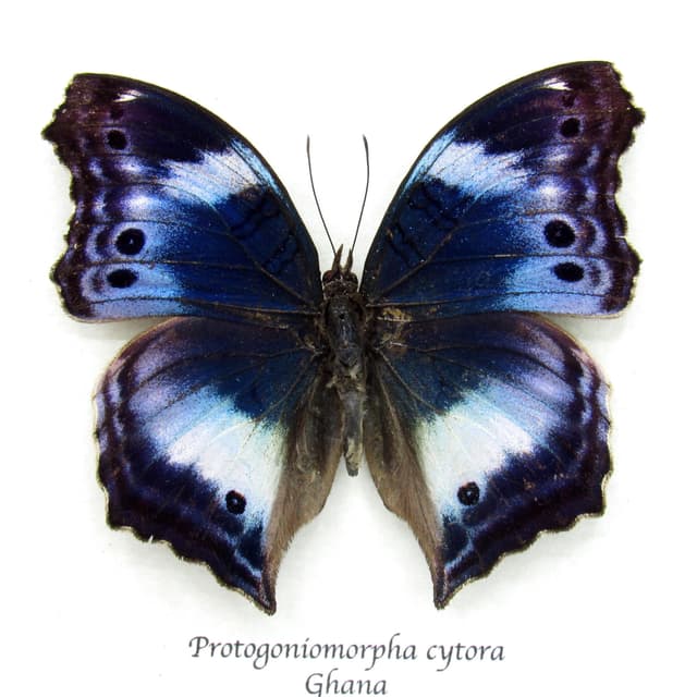 Rare Western Blue Beauty butterfly framed taxiermy - Protogoniomorpha cytora