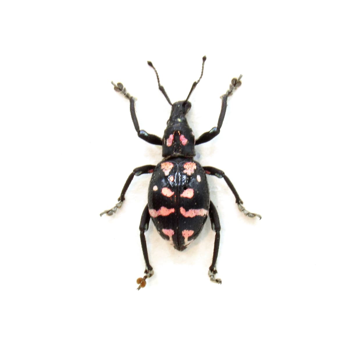 WEEVIL MANIA - Rare pink beetle framed taxidermy - Polycatus species
