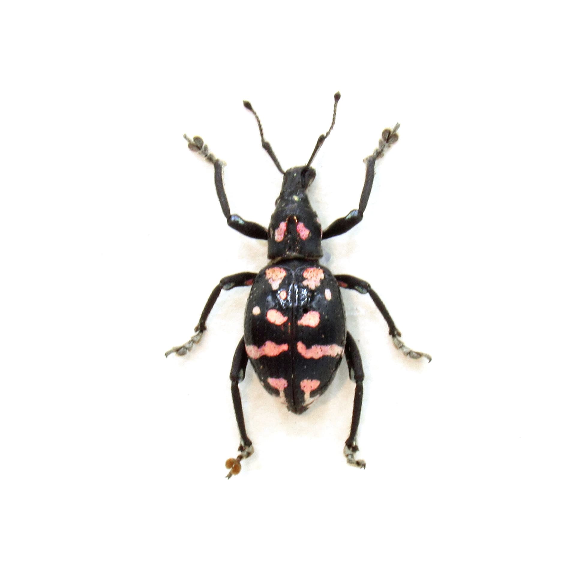 WEEVIL MANIA - Rare pink beetle framed taxidermy - Polycatus species