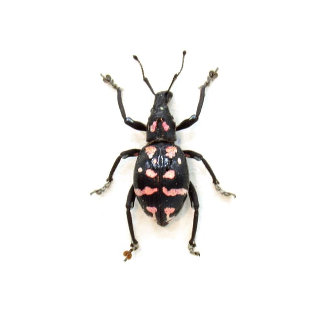 WEEVIL MANIA - Rare pink beetle framed taxidermy - Polycatus species