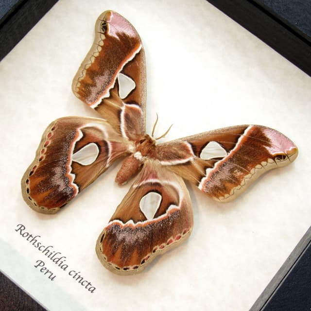 Real Saturn moth framed taxidermy - Rothschildia cincta - large female