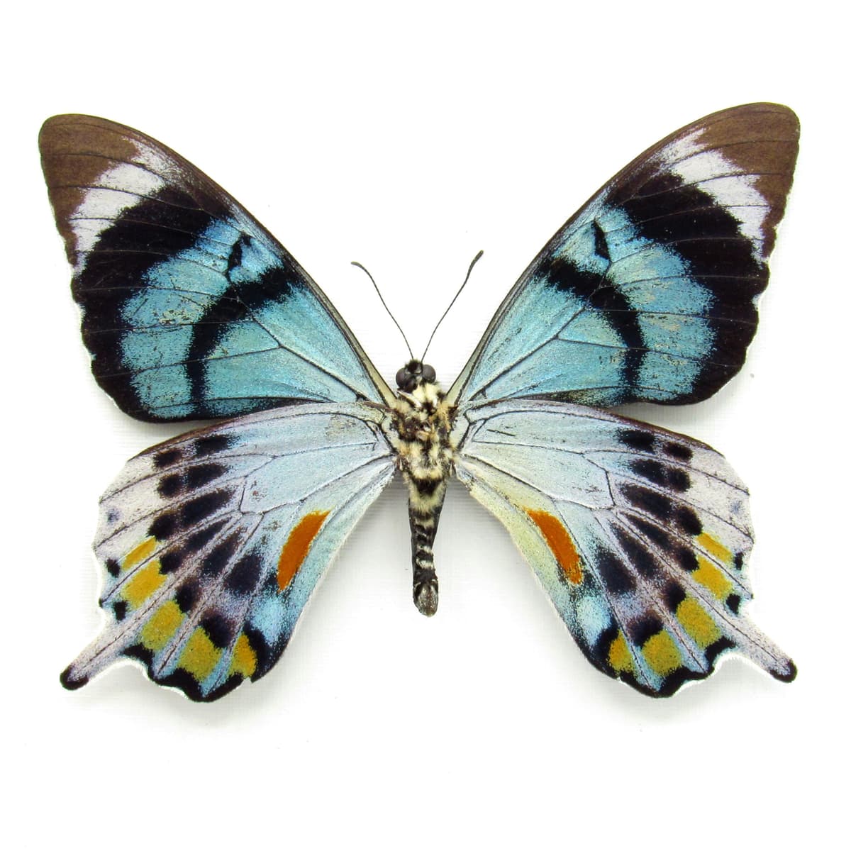 Very rare moth mimic Swallowtail butterfly framed taxidermy - Papilio laglaizei