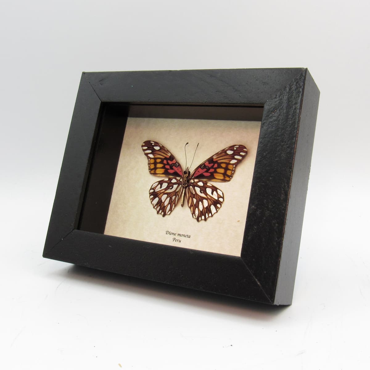 Real metallic silver butterfly framed taxidermy - Dione moneta