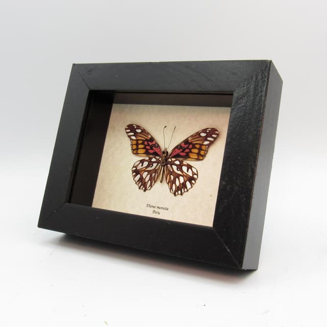 Real metallic silver butterfly framed taxidermy - Dione moneta