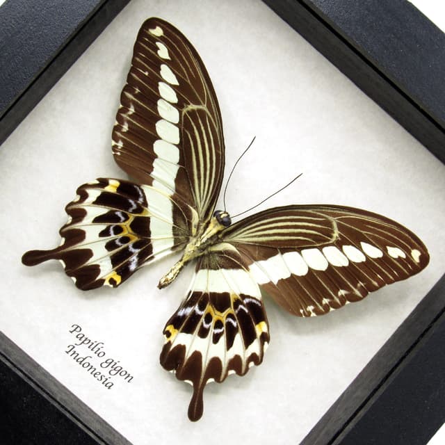 Real large Swallowtail butterfly framed taxidermy - Papilio gigon