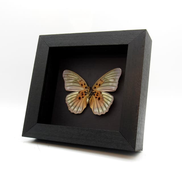 Real Forester butterfly framed taxidermy - Euphaedra edwardsii - large female