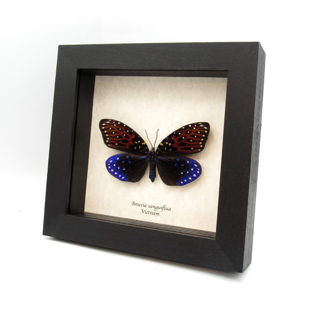 Rare Day Flying moth framed taxidermy - Amesia sanguiflua - XL female
