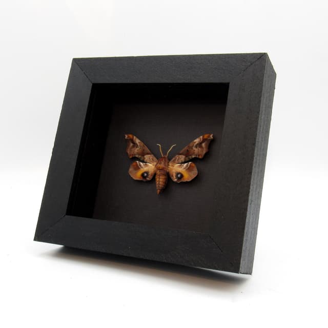 Real Small-eyed Sphinx moth framed taxidermy - Paonias myops