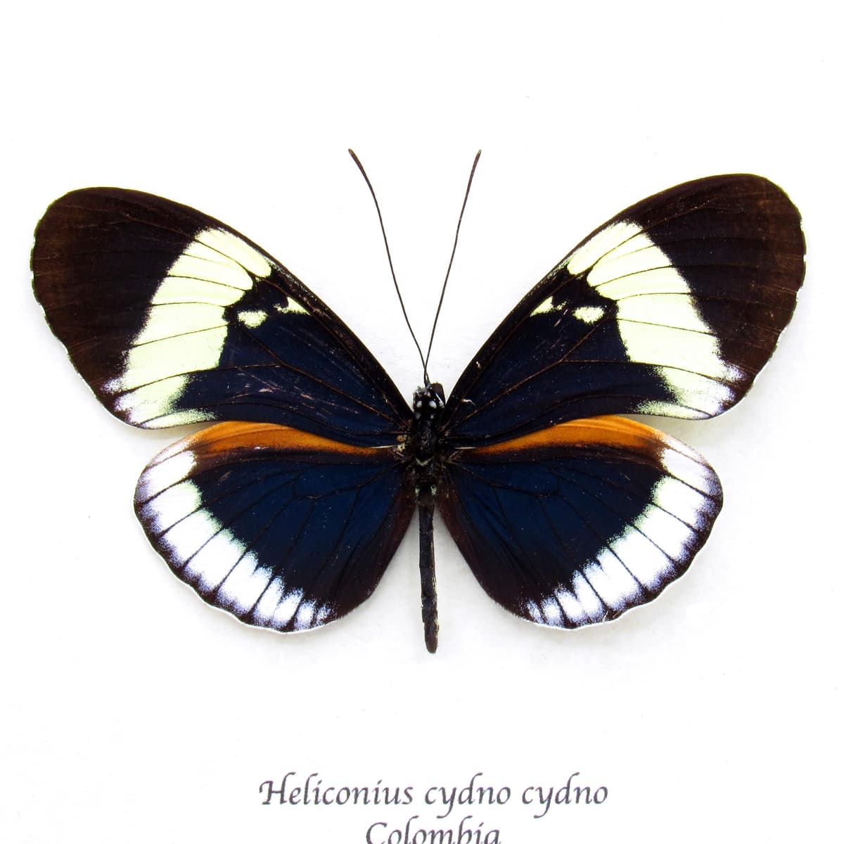 Real blue longwing framed taxidermy butterfly - Heliconius cydno cydno