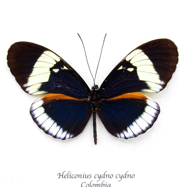 Real blue longwing framed taxidermy butterfly - Heliconius cydno cydno