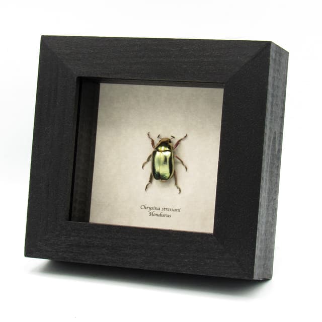 Rare gold metallic jewel beetle framed specimen - Chrysina stressani