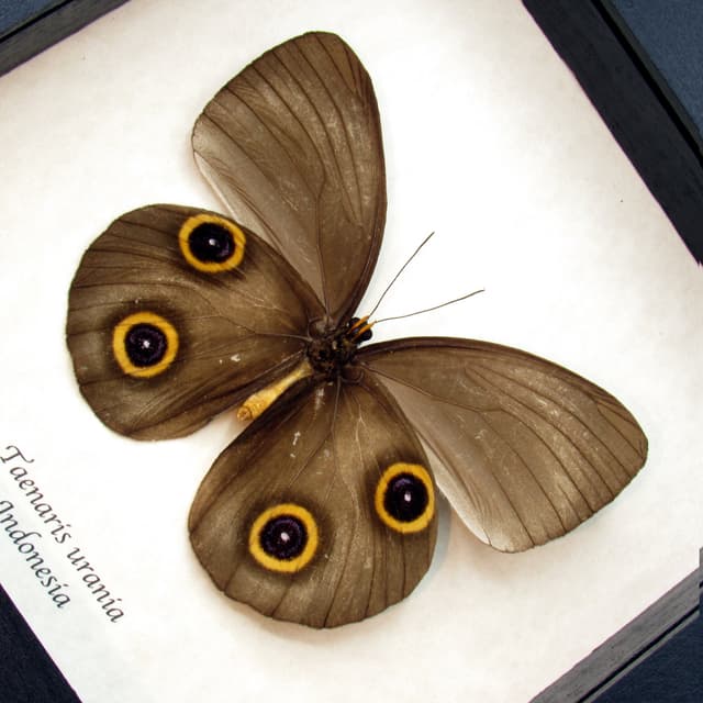 Real Owl butterfly framed taxidermy - Taenaris urania - dark form