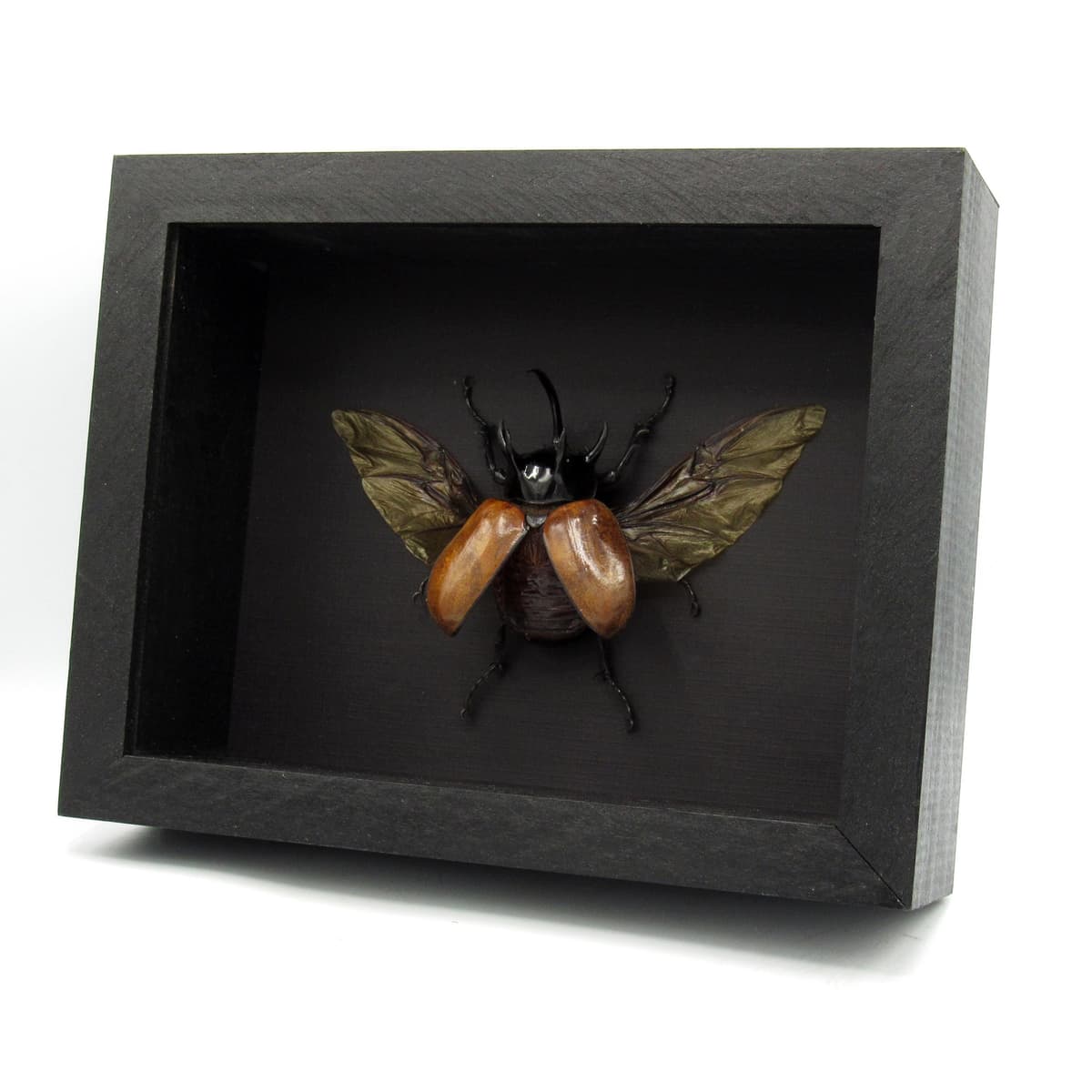 Real large Rhinoceros beetle framed taxidermy - Eupatorus gracilicornis