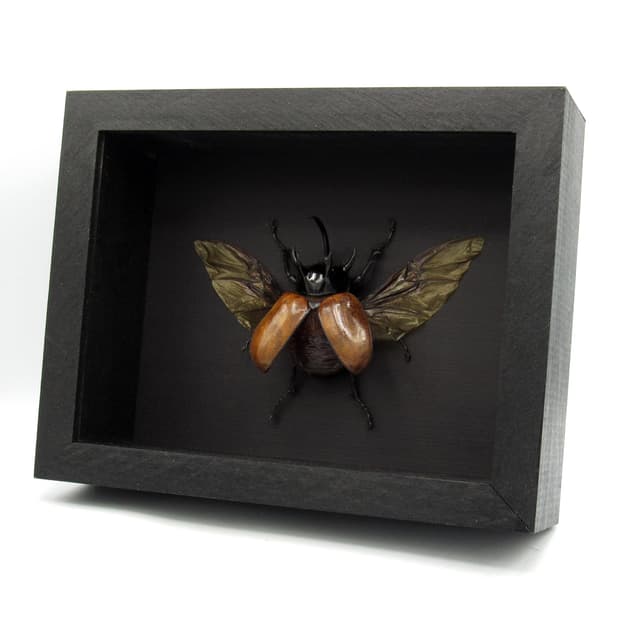 Real large Rhinoceros beetle framed taxidermy - Eupatorus gracilicornis
