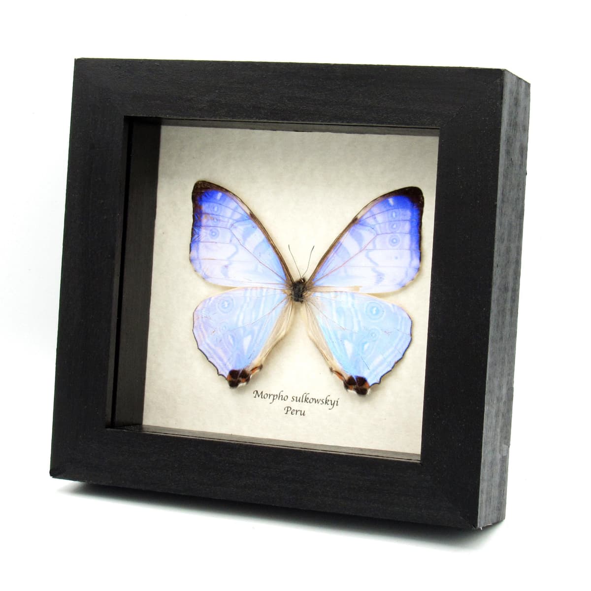 Real XL Pearl morpho framed - Morpho sulkowskyi