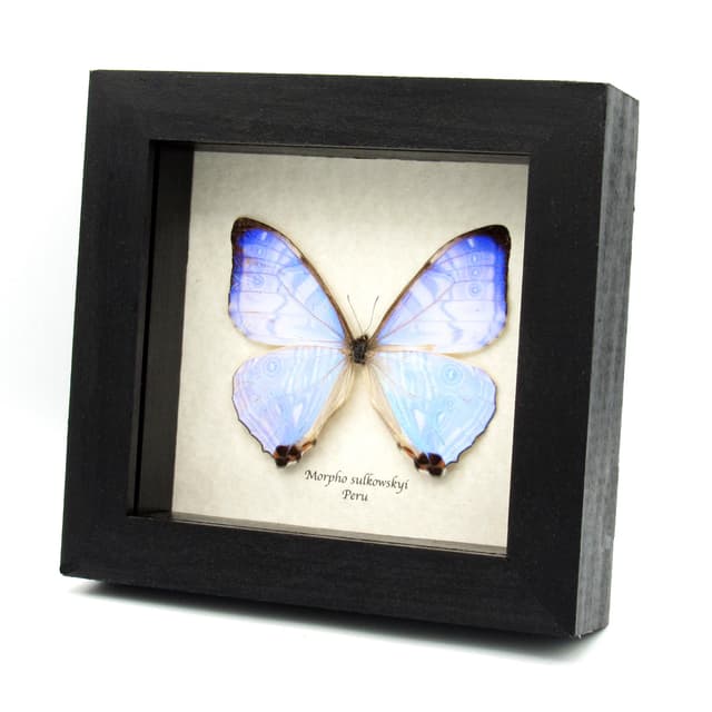 Real XL Pearl morpho framed - Morpho sulkowskyi