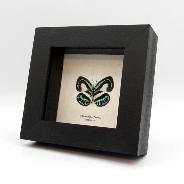 Real blue butterfly framed taxidermy - Danis danis hermes - female