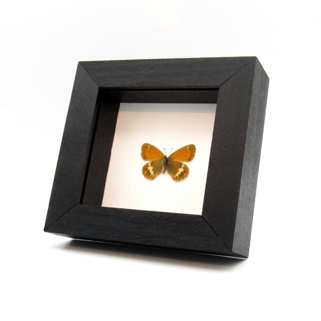 Real tiny metallic Pearly Heath butterfly framed taxidermy - Coenonympha arcania